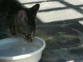 水を飲む猫！スローだぜ！！