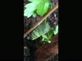 キアゲハの幼虫がサナギに変身！