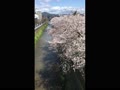京都、天神川の桜並木