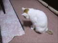 毛玉で遊ぶ猫。