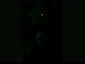 ホタル.MOV ホタル.MOV